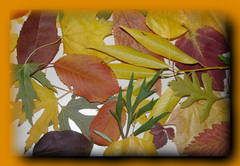Осенний гербарий в школу