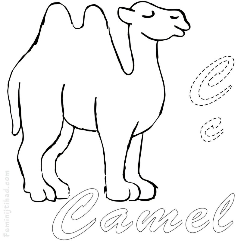 Арабский одногорбый верблюд