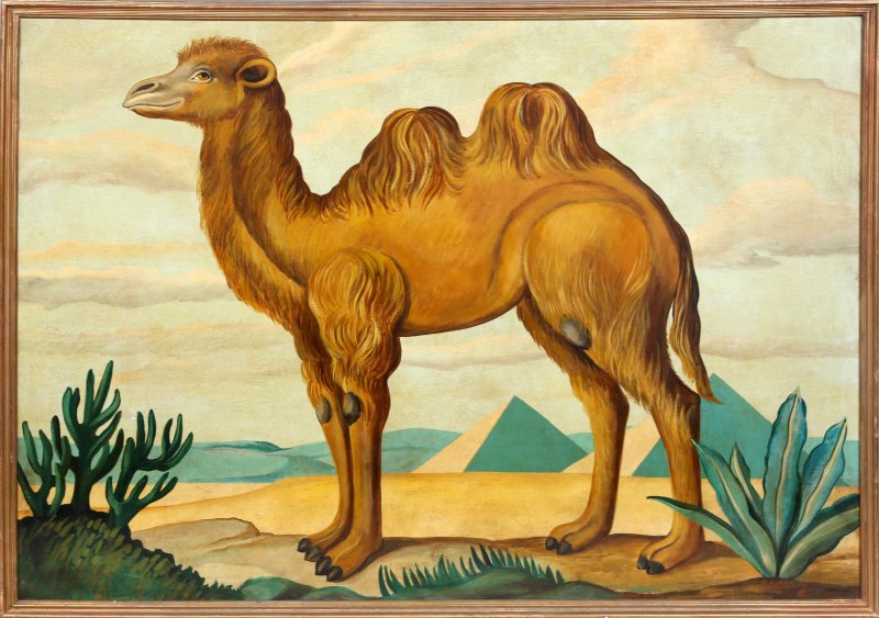 Верблюд на траве