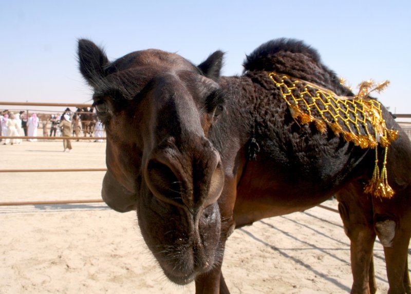 Camel Ride Safari Dubai