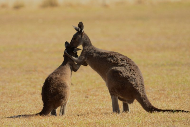 Quick-Step кенгуру Австралия