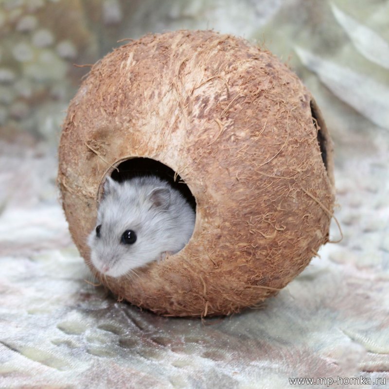 Домик из кокоса для сахарного поссума