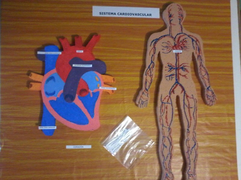 Макет человека с органами для детей