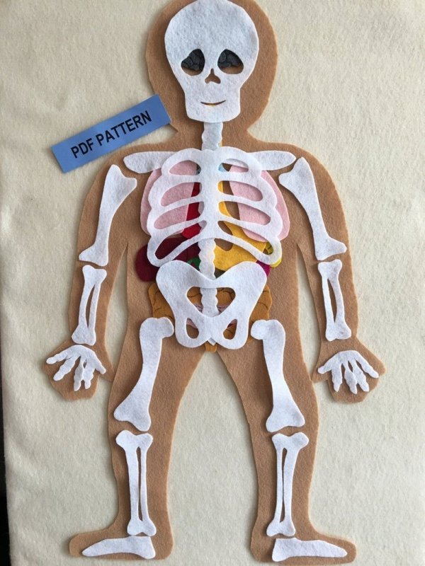 Человеческий скелет для детей