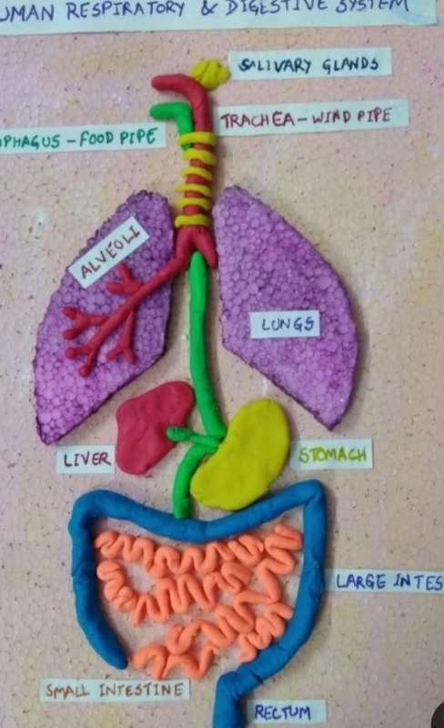 Поделка на тему дыхательная система