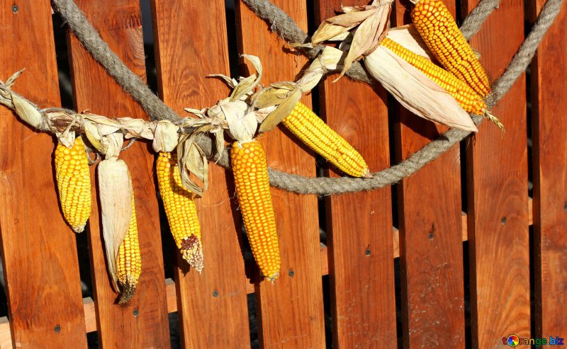 Декор из кукурузы