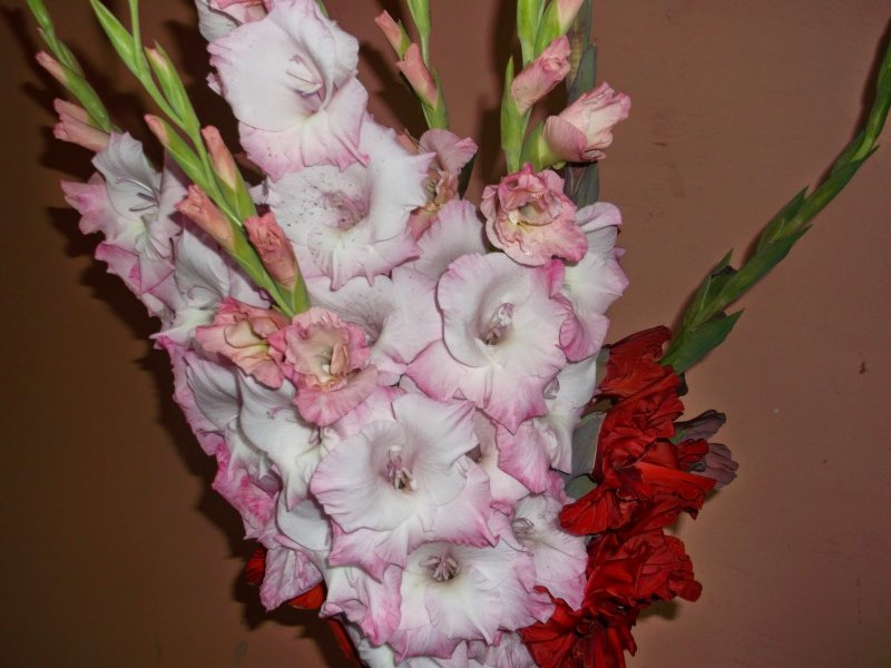 Поделки из бисера цветы гладиолусы
