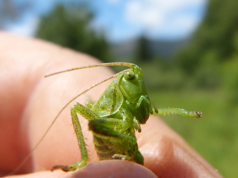 Зеленый кузнечик личинка