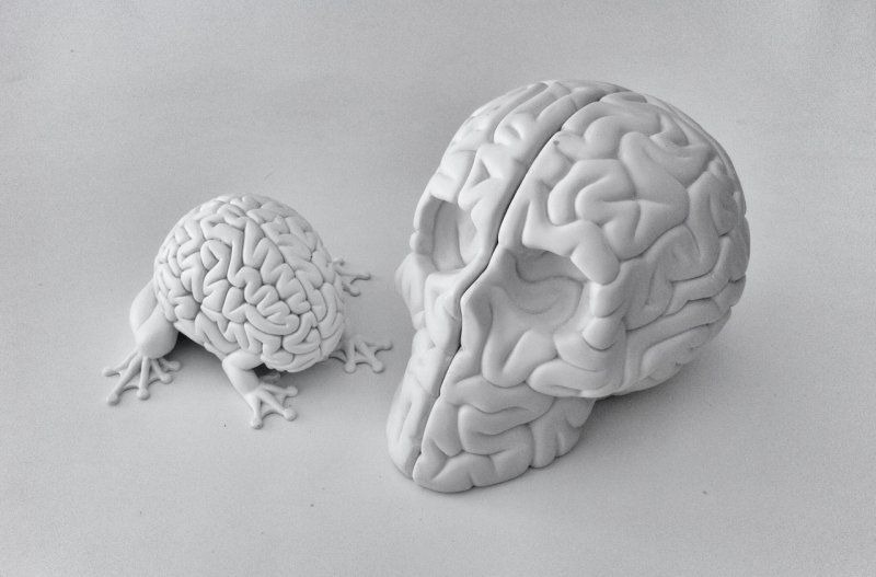 Дизайнерский мозг