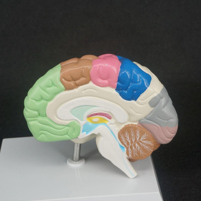 Муляж головного мозга