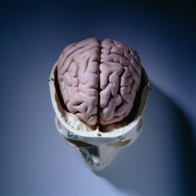 Мозг спереди