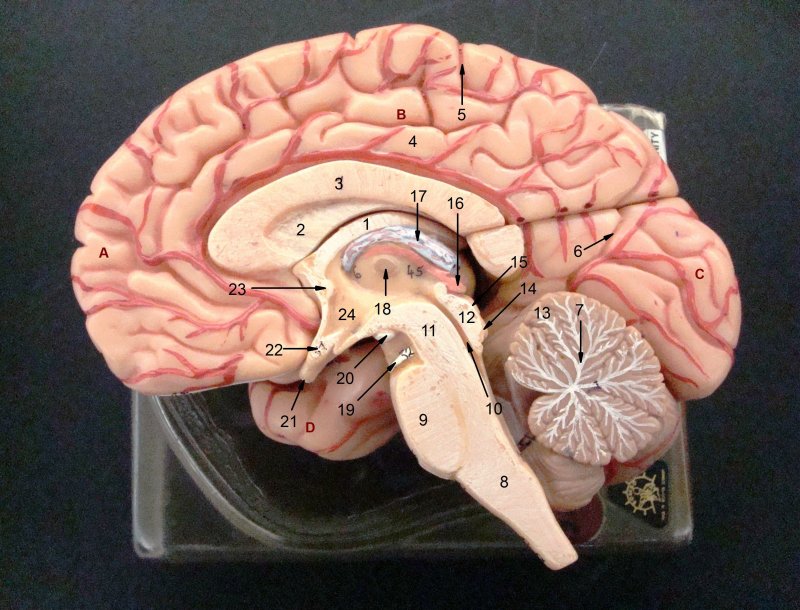Человеческий мозг в разрезе