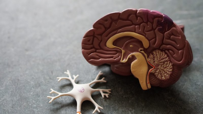 Мозг человека фото для детей