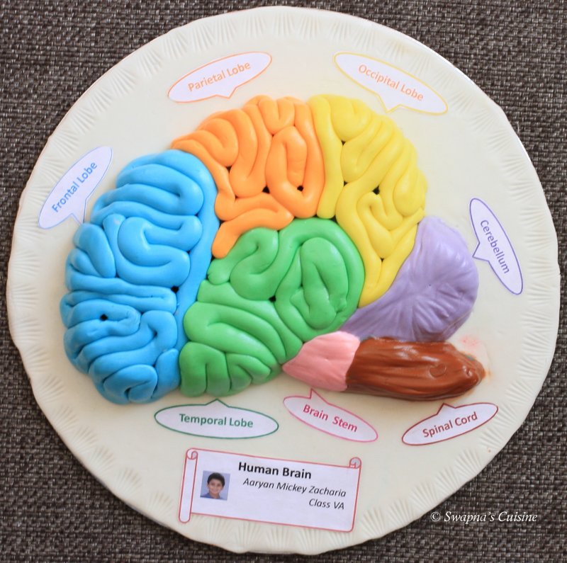 Мозг человека поделка