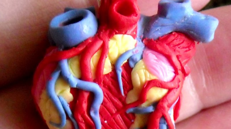 Сердце человека из полимерной глины