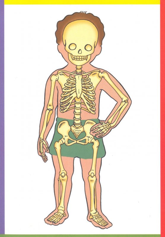 Скелет человека поделка