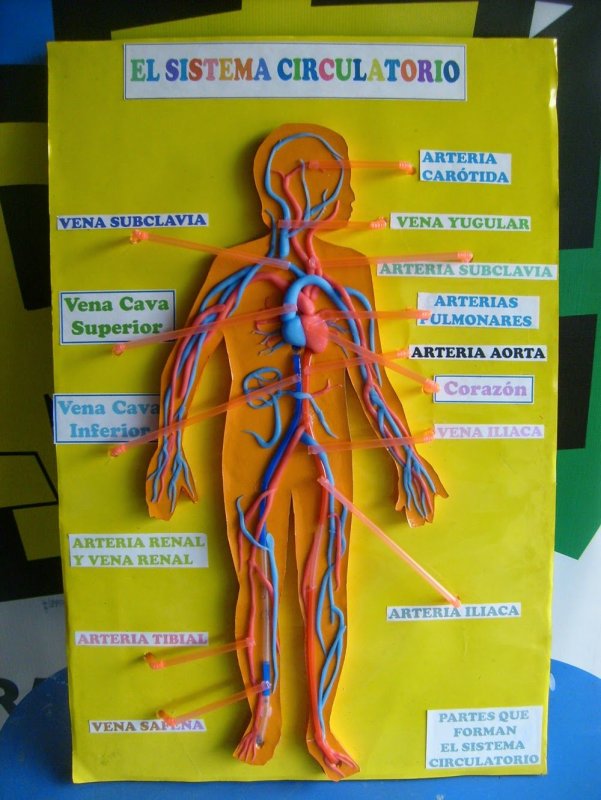 Поделка тело человека для детей