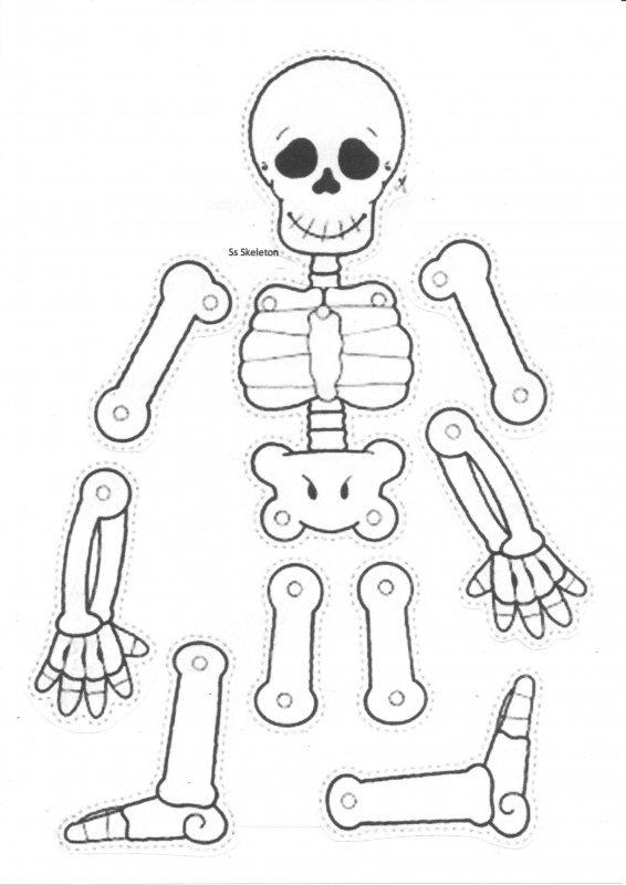 Скелет макет для детей