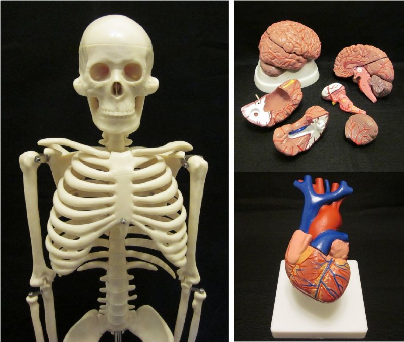 Скелет человека из пластилина