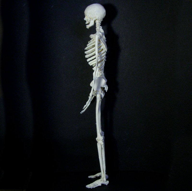 Скелет игрушка
