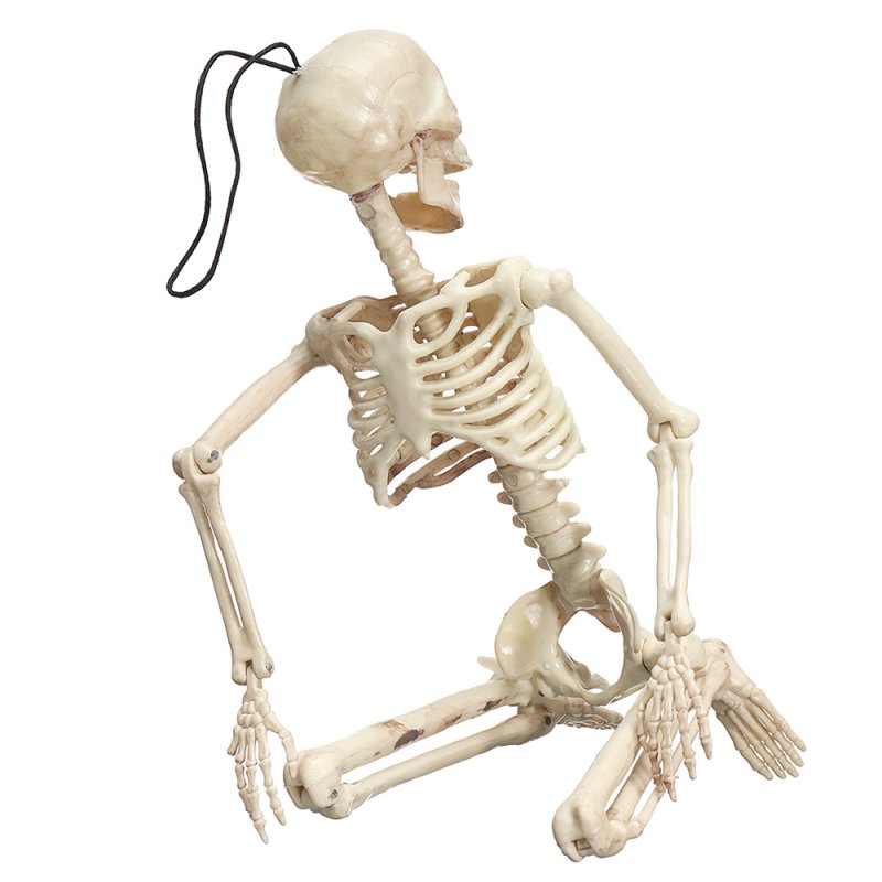 Скелет человека анатомический 160см