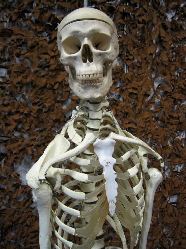 Снимок человеческого скелета