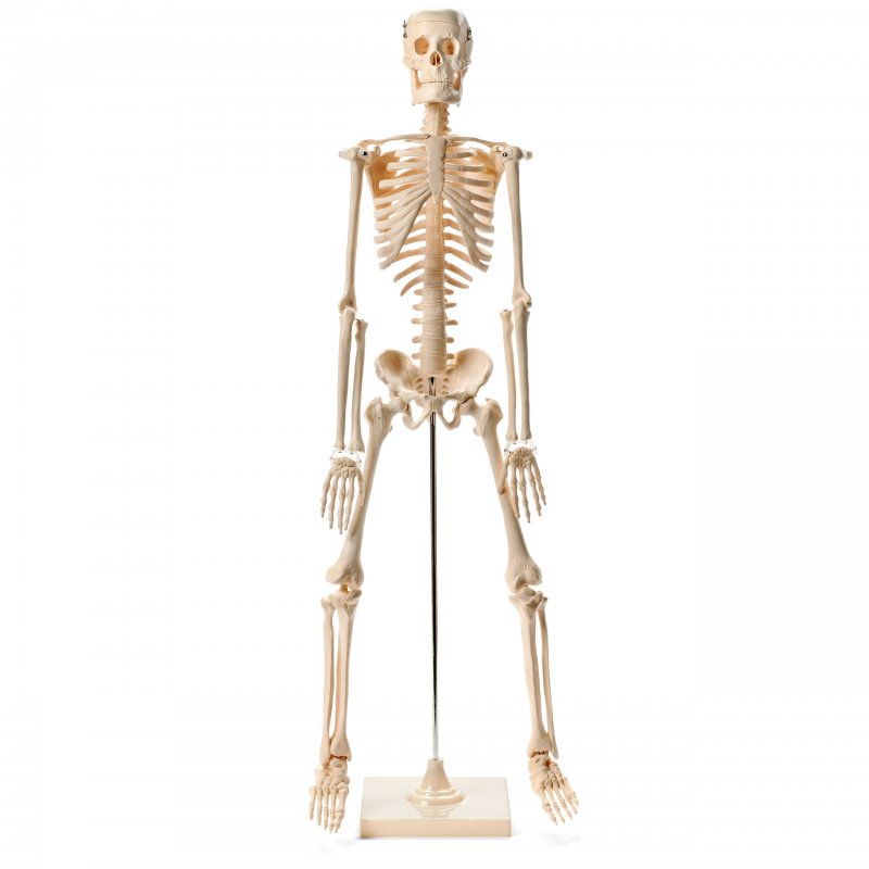 Полный скелет человека