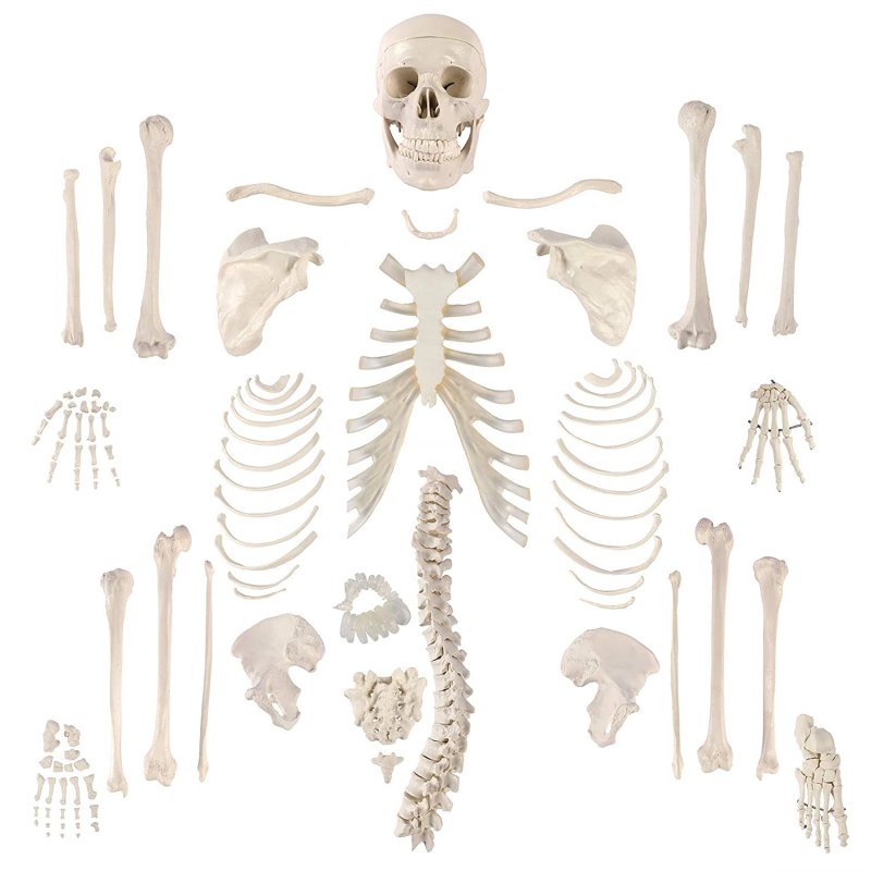 Скелет человека набор