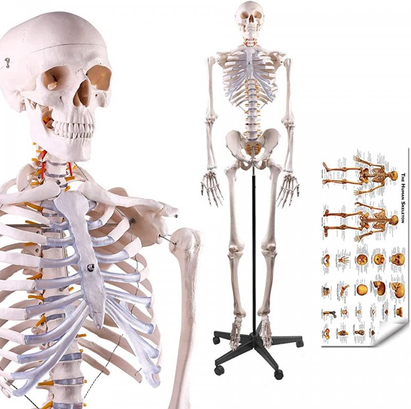 Скелет человека из бумаги в полный рост