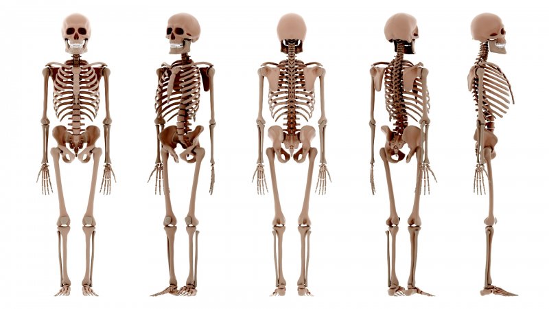 Полный скелет человека
