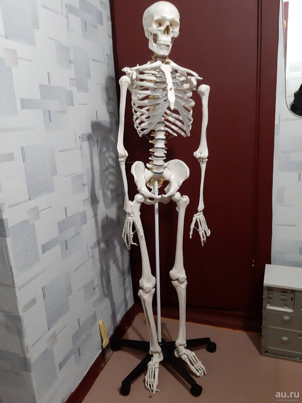 Модный скелет