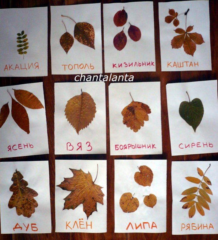 Листья для гербария с названиями