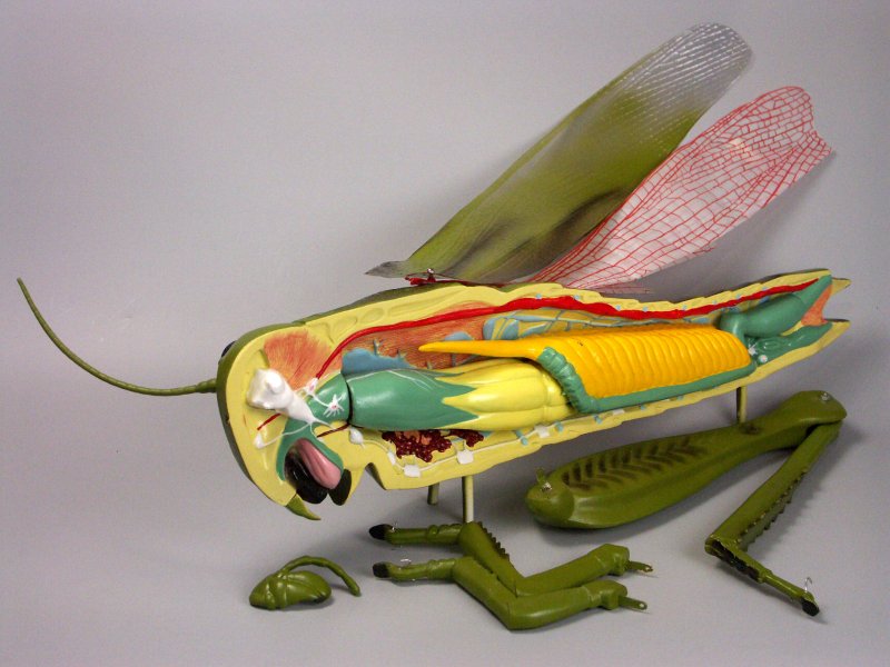 Модели на биологии насекомые