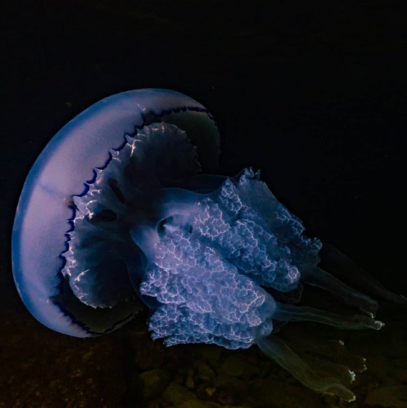 Брошь медуза