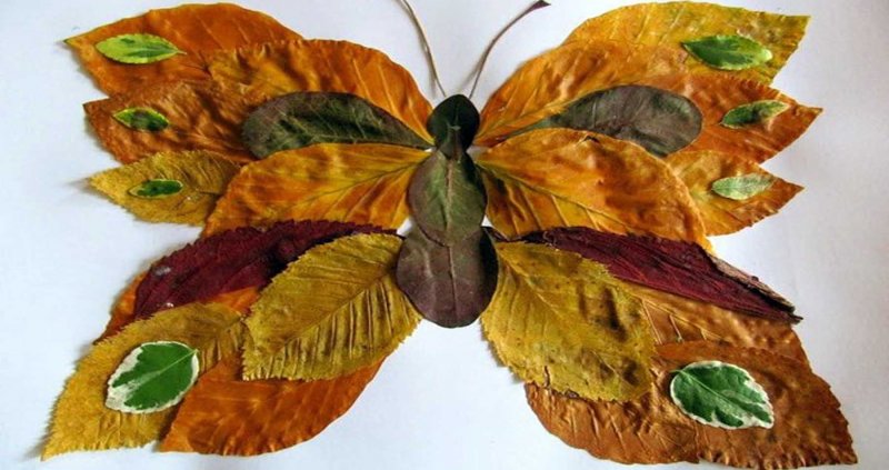 Бабочка из природного материала старшая группа