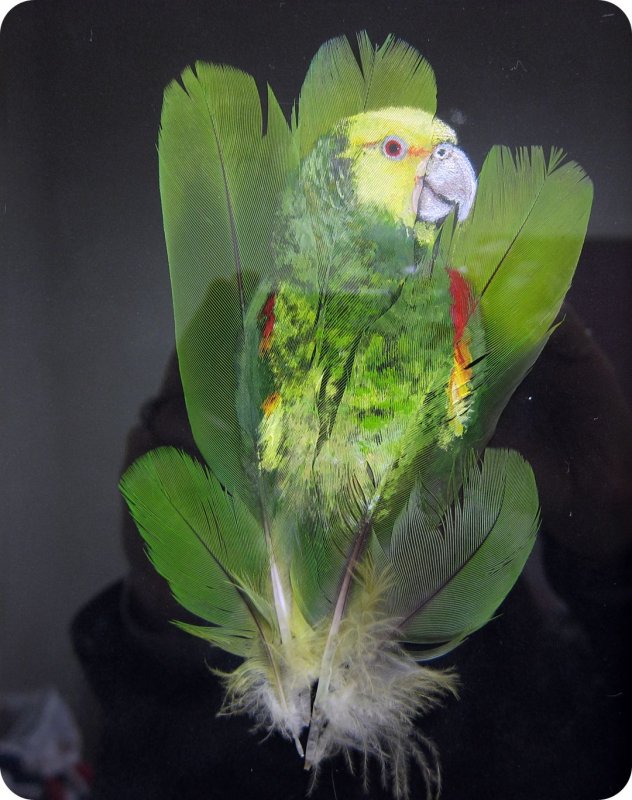 Поделки из перьев попугая