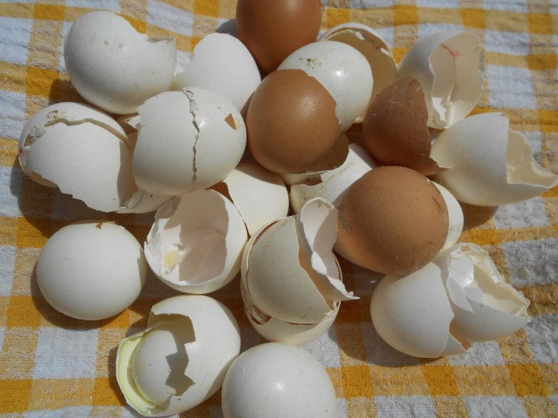 Скорлупа от яиц для огорода