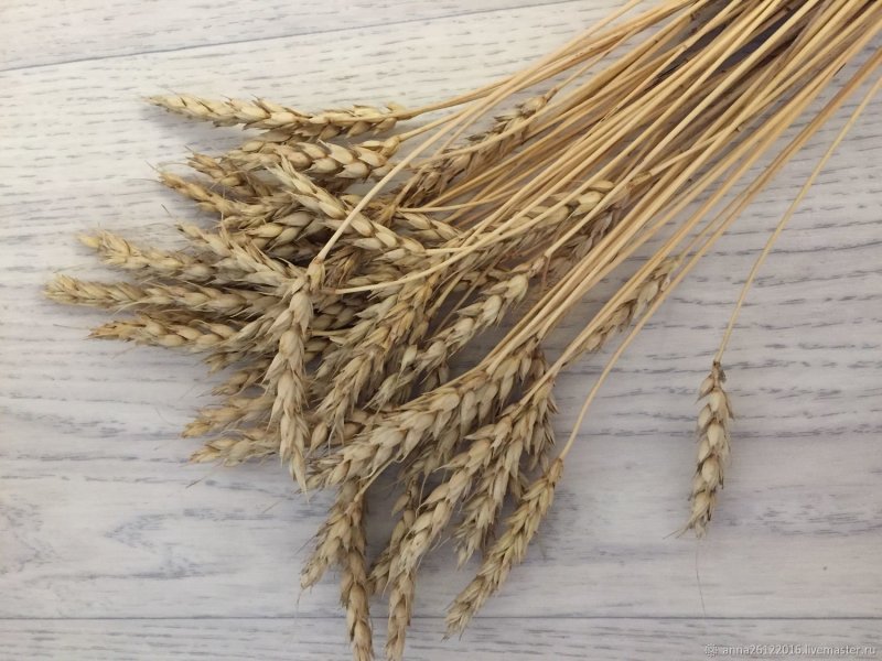 Сухоцветы пшеница вайлдберриз
