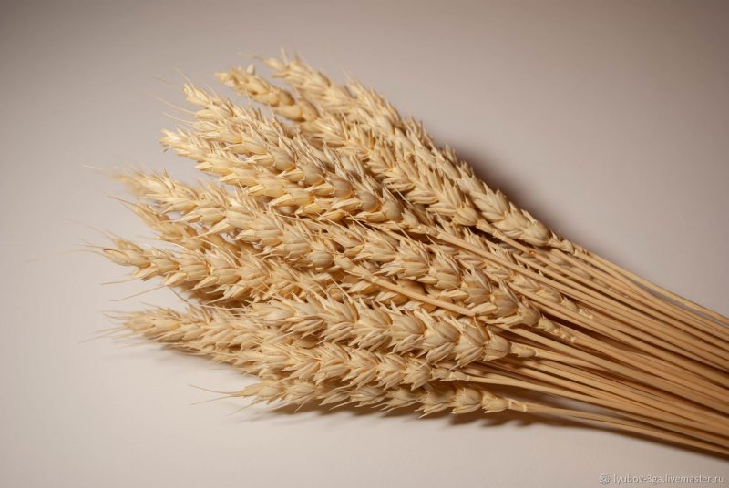 Пластилинография колоски пшеницы