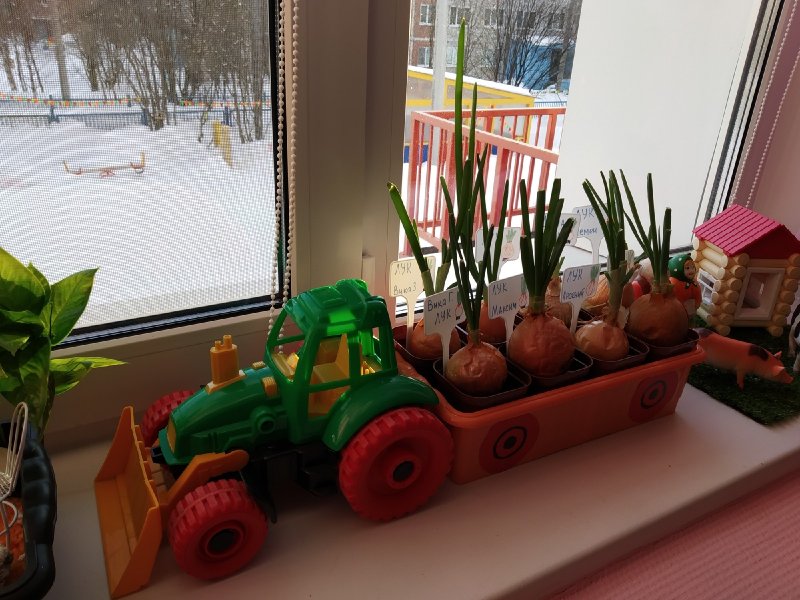 Огород на окошке в детском саду