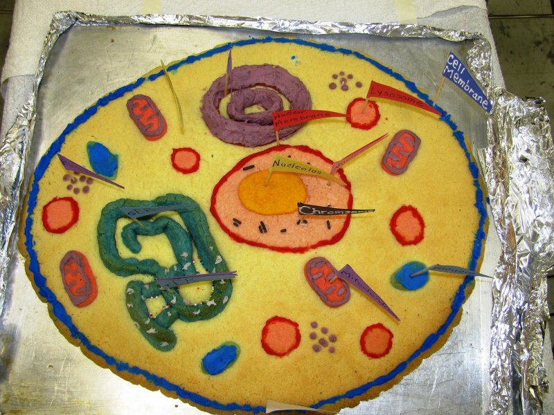 Модель растительной клетки 5 класс биология