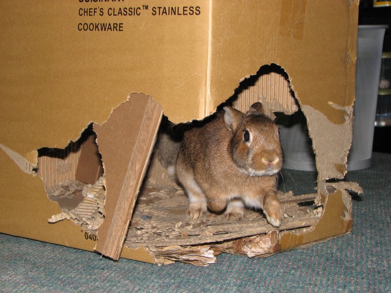 Домик для кролика из коробки