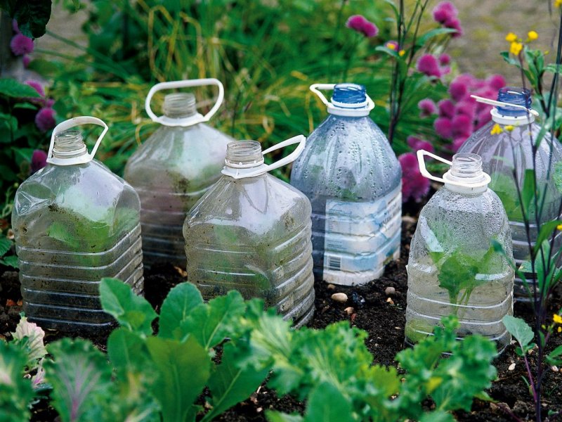 Пластиковые бутылки в огороде