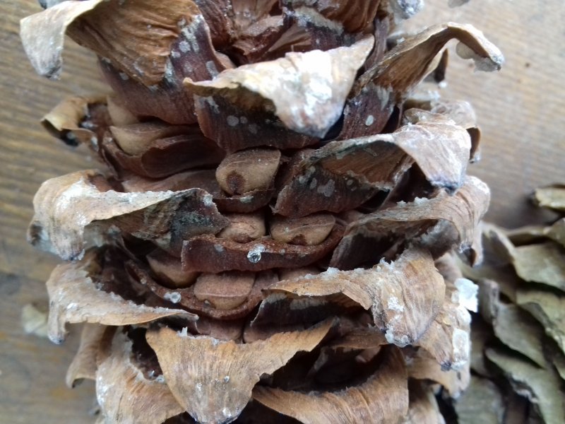 Ливанский кедр шишки орехи