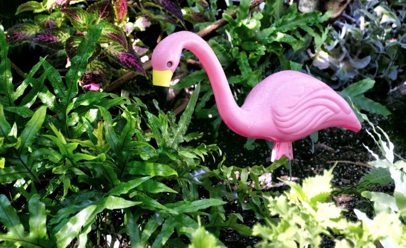 Растение розовый Фламинго