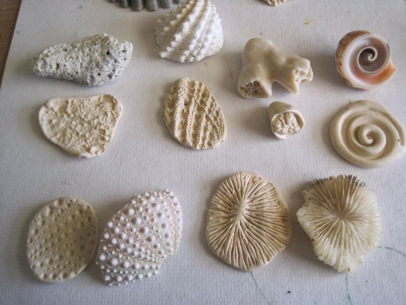 Морские ракушки из полимерной глины