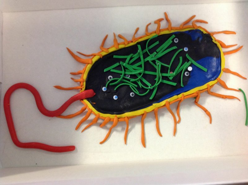 Модель бактерии из пластилина