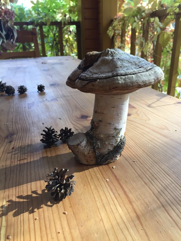 Декор из грибов трутовиков