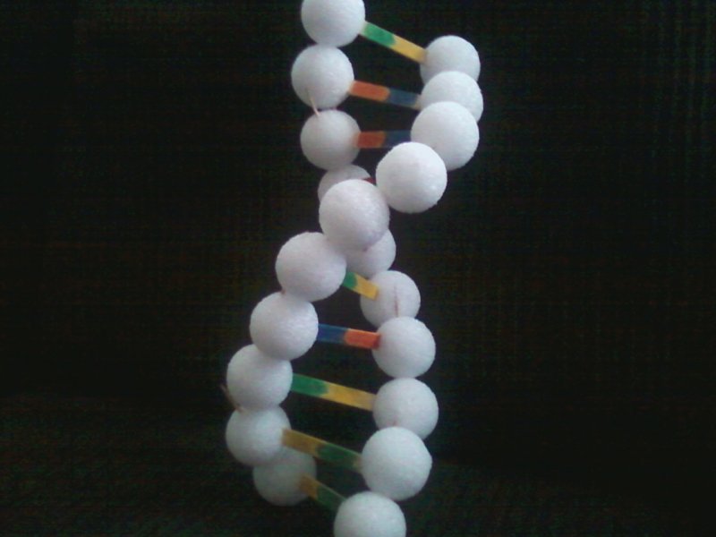 Модель ДНК из пластилина