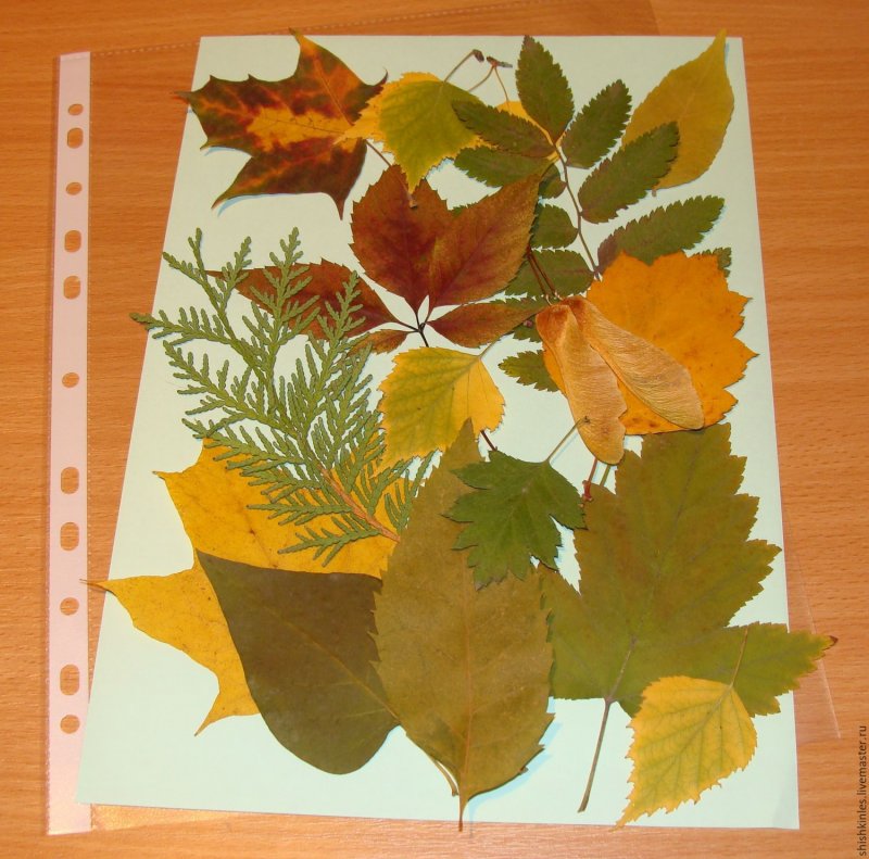 Композиции из засушенных листьев